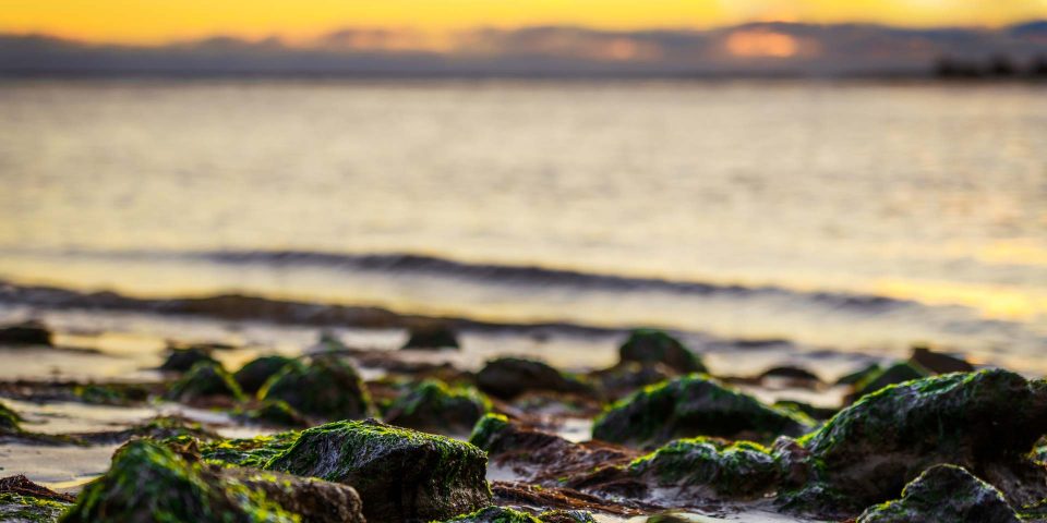 Rocks covered in lichen on a beach at sunset