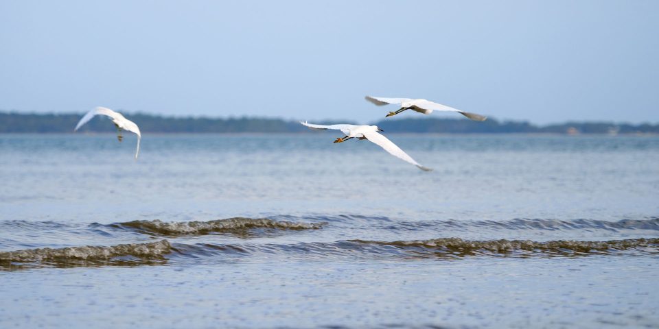 Three white seagulls fly over the water on the coast