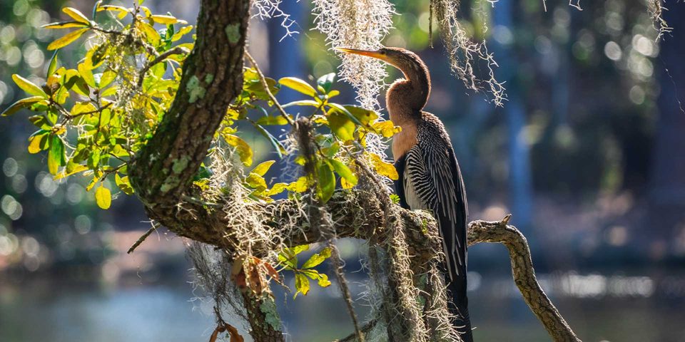 Colorful bird perched on a tree limb in a coastal waterway in North Carolina