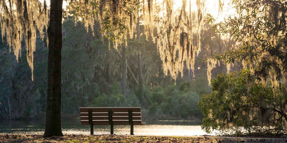 Bench underneath perched on the edge of a pond